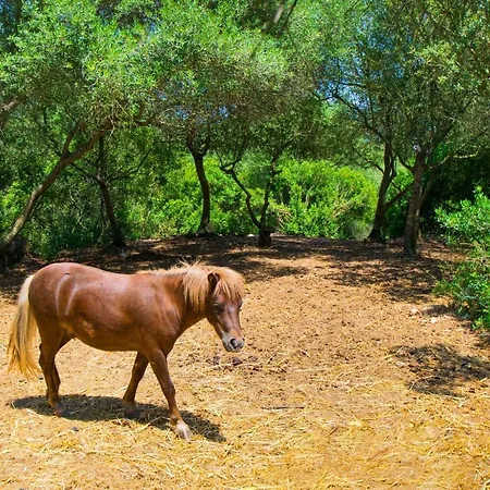 Putxet D'en Robi By Mallorca Selection